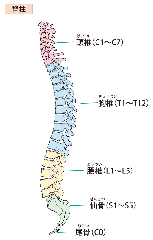 脊柱管狭窄症とはどんなもの？