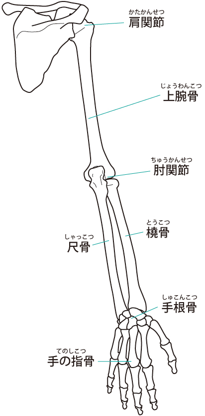 腕の関節のイラスト